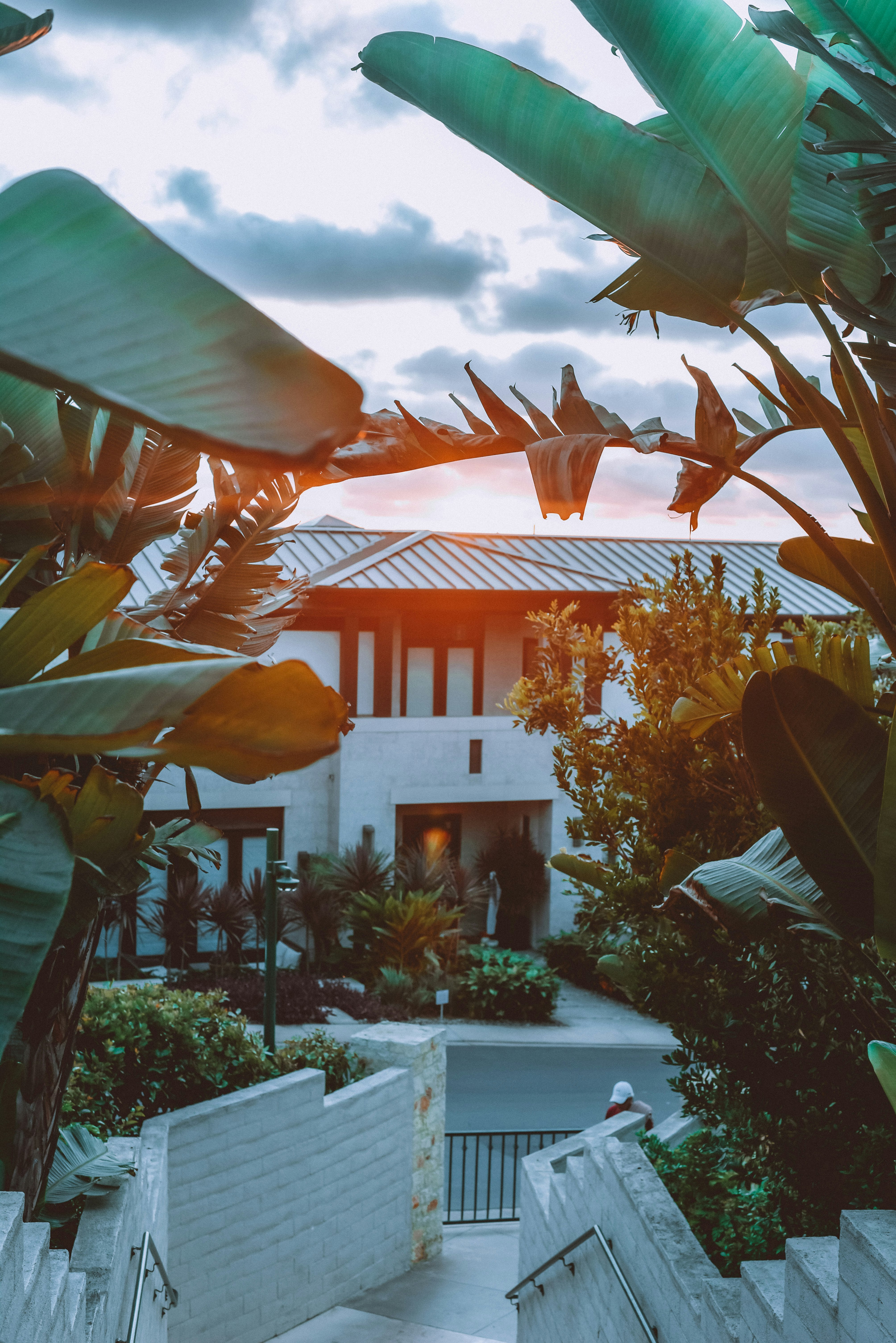 green banana tree near white and brown concrete house during daytime